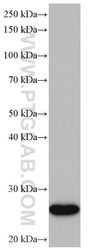 Western Blot (WB) analysis of HEK-293 cells using UBE2S Monoclonal antibody (66897-1-Ig)