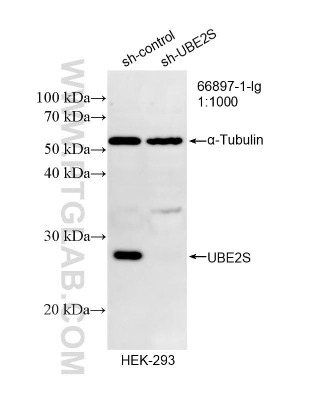 Western Blot (WB) analysis of HEK-293 cells using UBE2S Monoclonal antibody (66897-1-Ig)