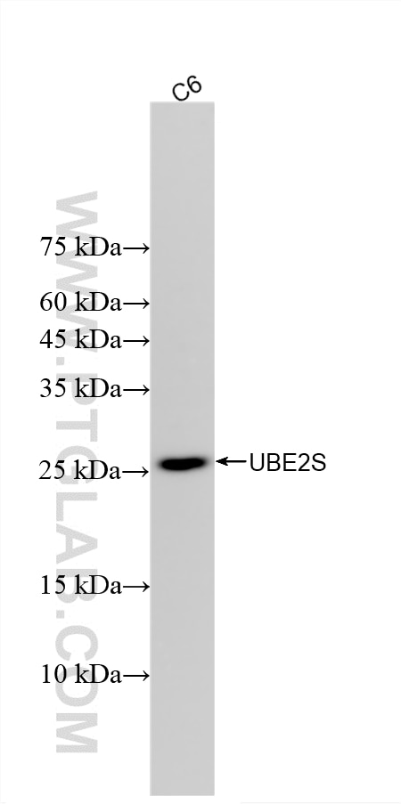 WB analysis of C6 using 81854-1-RR Western Blot (WB) analysis of C6 cells using UBE2S Recombinant monoclonal antibody (81854-1-RR)