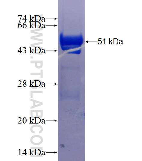 UBE2S fusion protein Ag12978 SDS-PAGE
