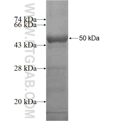 UBE2S fusion protein Ag5264 SDS-PAGE