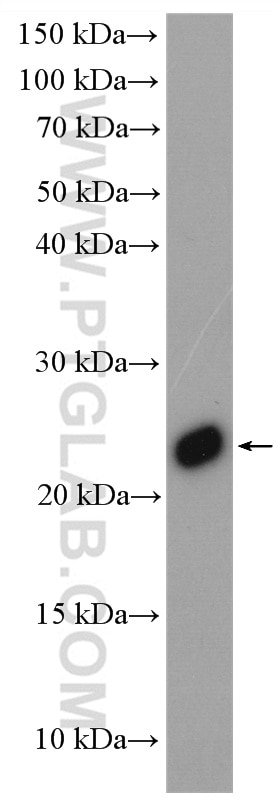 Western Blot (WB) analysis of HepG2 cells using UBE2T/HSPC150 Polyclonal antibody (10105-2-AP)