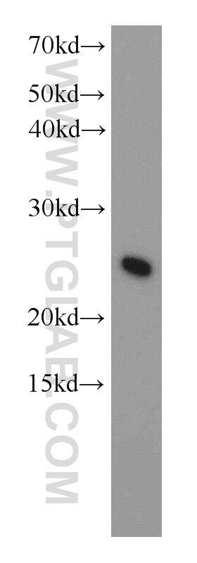 Western Blot (WB) analysis of K-562 cells using UBE2T/HSPC150 Polyclonal antibody (10105-2-AP)