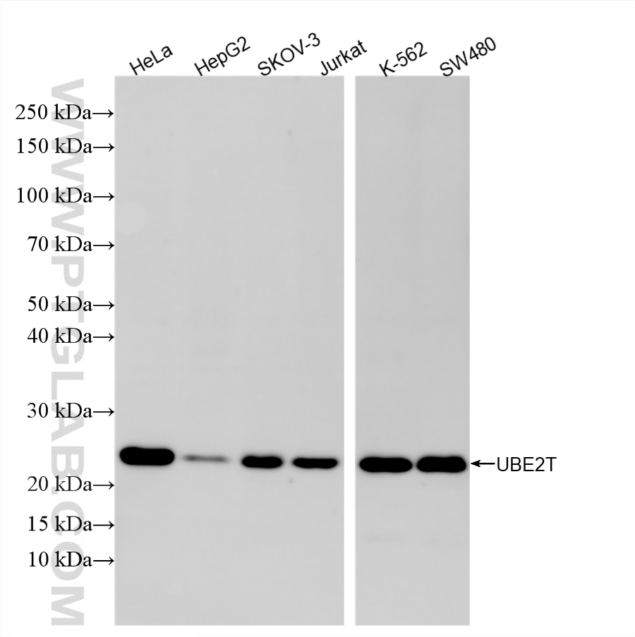 Western Blot (WB) analysis of various lysates using UBE2T/HSPC150 Recombinant monoclonal antibody (86278-1-RR)