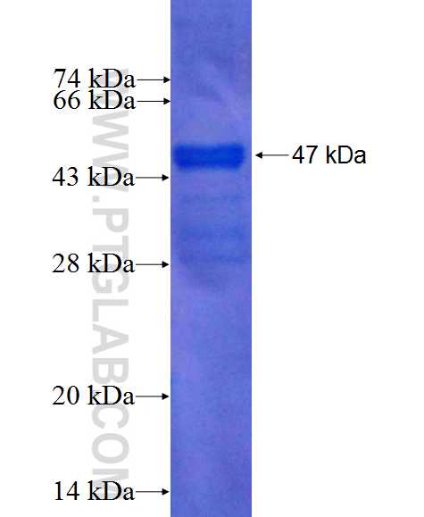 UBE2T fusion protein Ag0153 SDS-PAGE
