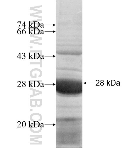 UBE2U fusion protein Ag11333 SDS-PAGE