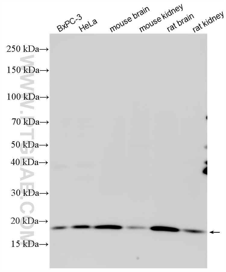 Various lysates were subjected to SDS PAGE followed by western blot with 10207-2-AP (UBE2V1 antibody) at dilution of 1:1000 incubated at room temperature for 1.5 hours. Western Blot (WB) analysis of various lysates using UBE2V1 Polyclonal antibody (10207-2-AP)