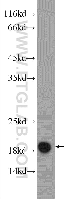 Western Blot (WB) analysis of rat liver tissue using MMS2 Polyclonal antibody (10689-1-AP)