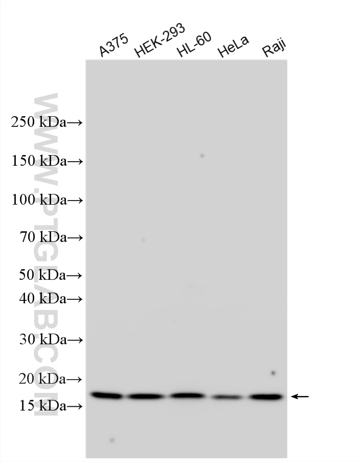 Western Blot (WB) analysis of various lysates using MMS2 Polyclonal antibody (10689-1-AP)