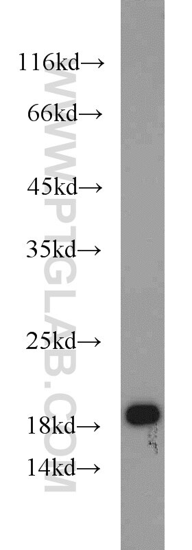 Western Blot (WB) analysis of K-562 cells using MMS2 Polyclonal antibody (10689-1-AP)