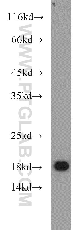 Western Blot (WB) analysis of Jurkat cells using MMS2 Polyclonal antibody (10689-1-AP)