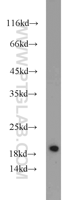 Western Blot (WB) analysis of HeLa cells using MMS2 Polyclonal antibody (10689-1-AP)