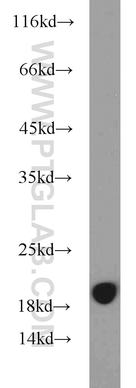 WB analysis of HL-60 using 10689-1-AP