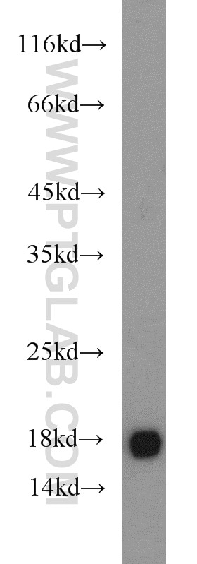 Western Blot (WB) analysis of HEK-293 cells using MMS2 Polyclonal antibody (10689-1-AP)