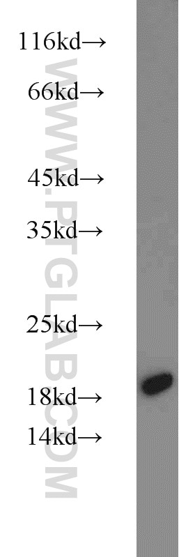 Western Blot (WB) analysis of A375 cells using MMS2 Polyclonal antibody (10689-1-AP)