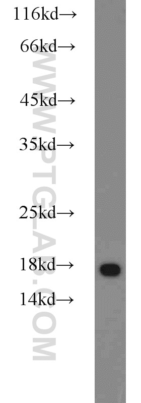 Western Blot (WB) analysis of HeLa cells using MMS2 Polyclonal antibody (10689-1-AP)