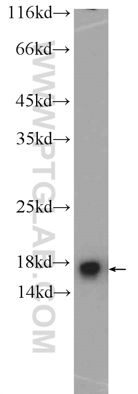Western Blot (WB) analysis of HEK-293 cells using MMS2 Polyclonal antibody (10689-1-AP)