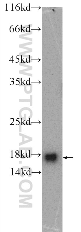 Western Blot (WB) analysis of HEK-293 cells using MMS2 Polyclonal antibody (10689-1-AP)