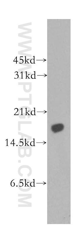 Western Blot (WB) analysis of K-562 cells using MMS2 Polyclonal antibody (10689-1-AP)