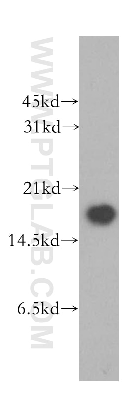 Western Blot (WB) analysis of human brain tissue using MMS2 Polyclonal antibody (10689-1-AP)