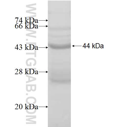 UBE2W fusion protein Ag8729 SDS-PAGE