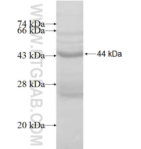 UBE2W fusion protein Ag8729 SDS-PAGE