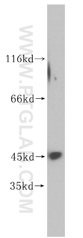 Western Blot (WB) analysis of mouse pancreas tissue using UBE2Z Polyclonal antibody (16928-1-AP)