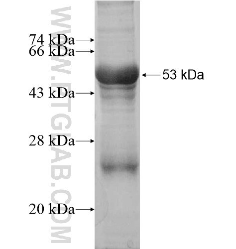 UBE2Z fusion protein Ag10347 SDS-PAGE