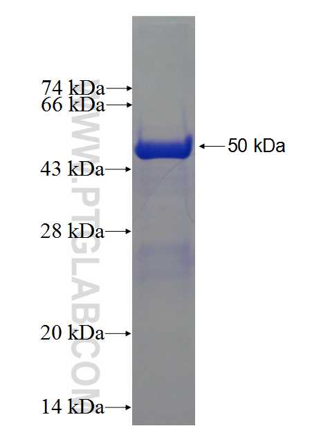 UBE3A fusion protein Ag0346 SDS-PAGE