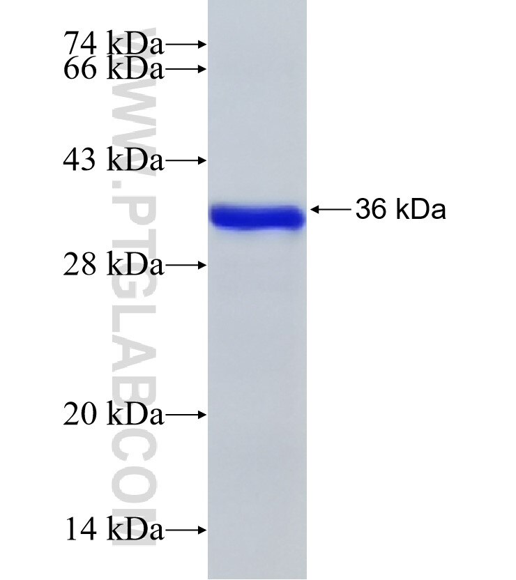 UBE3A fusion protein Ag17546 SDS-PAGE