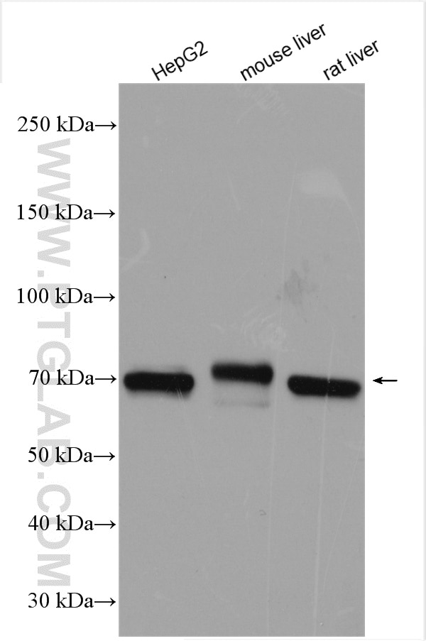 Western Blot (WB) analysis of various lysates using UBE3C Polyclonal antibody (12333-1-AP)