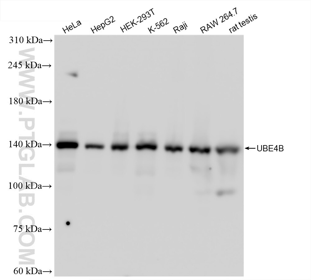 Western Blot (WB) analysis of various lysates using UBE4B Recombinant antibody (85332-2-RR)