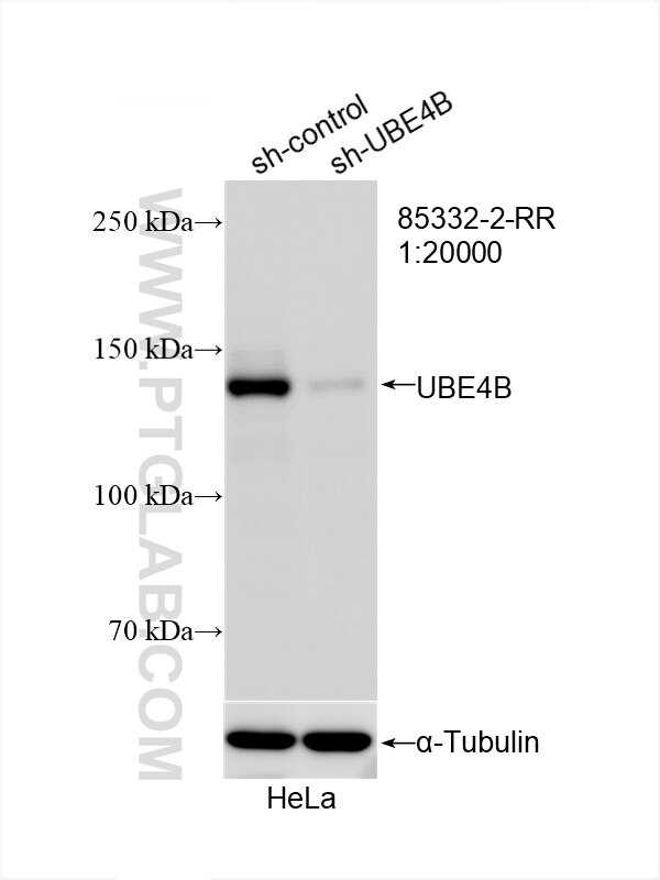 Western Blot (WB) analysis of HeLa cells using UBE4B Recombinant antibody (85332-2-RR)