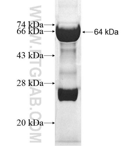 UBE4B fusion protein Ag12836 SDS-PAGE