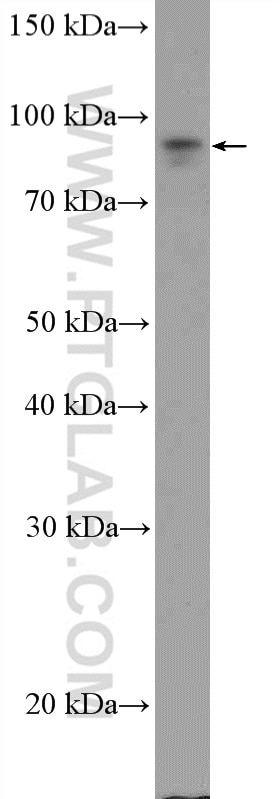 Western Blot (WB) analysis of MCF-7 cells using UBF1 Polyclonal antibody (20660-1-AP)