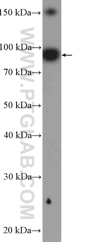 Western Blot (WB) analysis of HepG2 cells using UBF1 Polyclonal antibody (20660-1-AP)