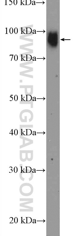 Western Blot (WB) analysis of HT-1080 cells using UBF1 Polyclonal antibody (20660-1-AP)