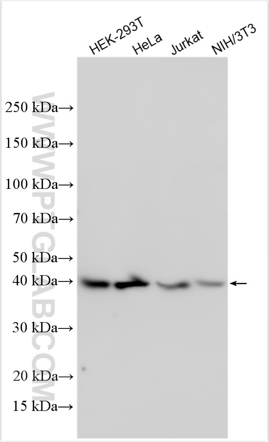 Western Blot (WB) analysis of various lysates using UBFD1 Polyclonal antibody (32161-1-AP)