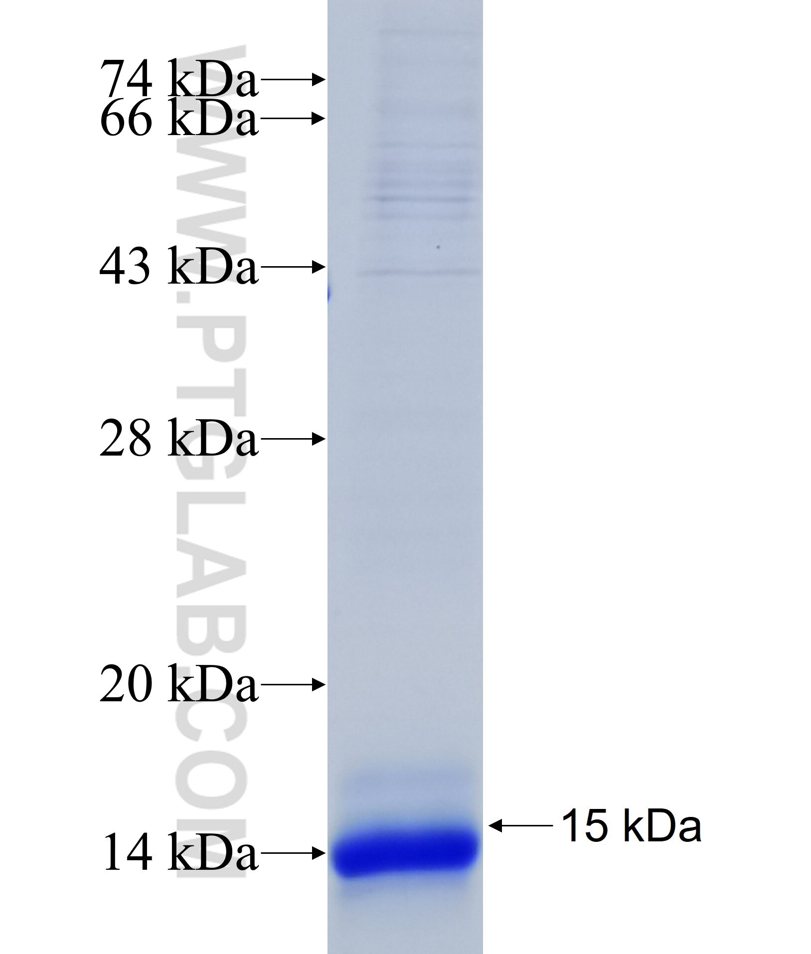 UBIAD1 fusion protein Ag37182 SDS-PAGE UBIAD1 fusion protein Ag37182 SDS-PAGE