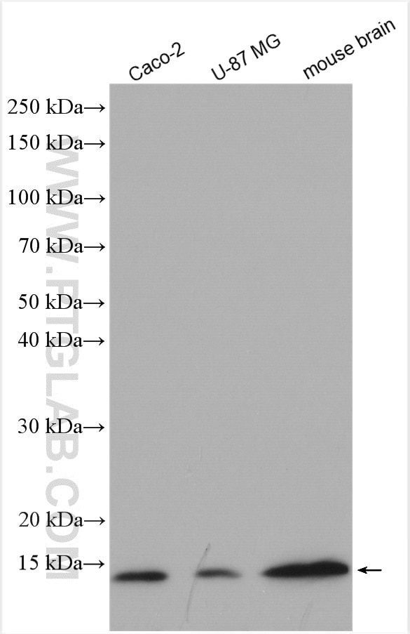 Western Blot (WB) analysis of various lysates using UBL3 Polyclonal antibody (14100-1-AP)