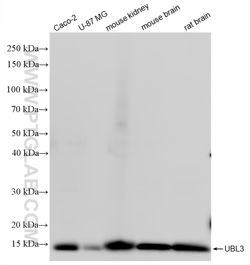 Various lysates were subjected to SDS PAGE followed by western blot with 87070-3-RR (UBL3 antibody) at dilution of 1:1000 incubated at room temperature for 1.5 hours. Western Blot (WB) analysis of various lysates using UBL3 Recombinant monoclonal antibody (87070-3-RR)