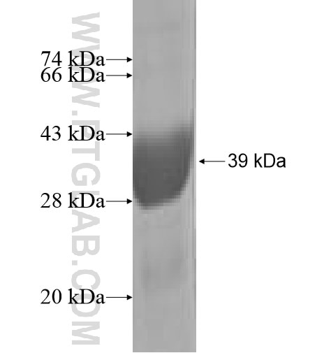 UBL3 fusion protein Ag5233 SDS-PAGE