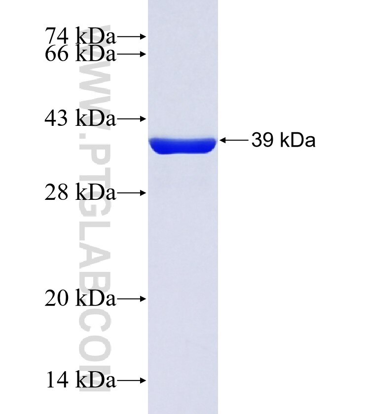 UBL3 fusion protein Ag5233 SDS-PAGE