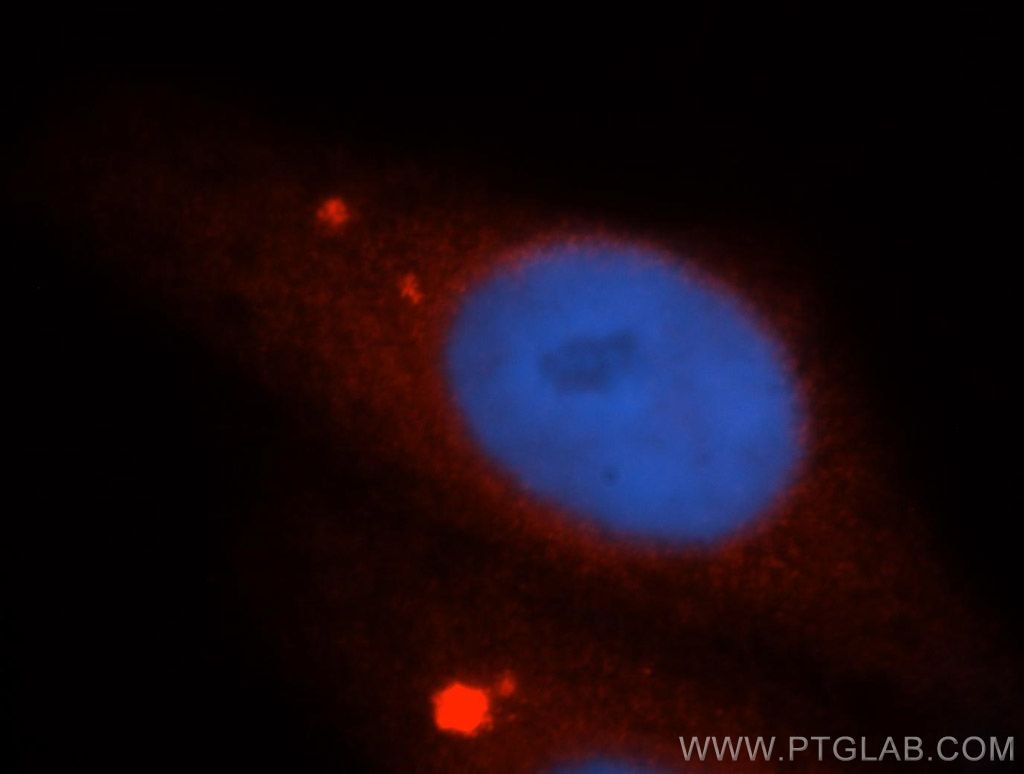 Immunofluorescence (IF) / fluorescent staining of HepG2 cells using UBL4A Polyclonal antibody (14253-1-AP)