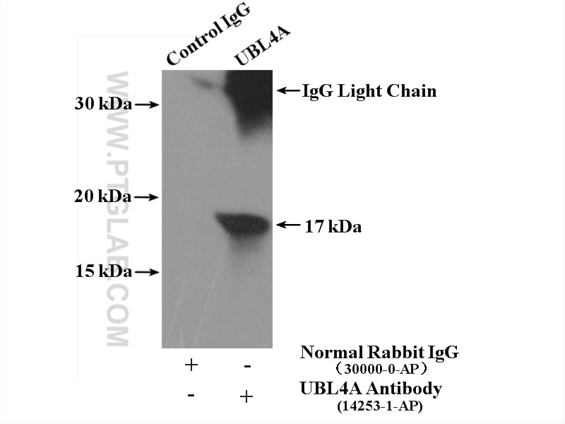 Immunoprecipitation (IP) experiment of mouse testis tissue using UBL4A Polyclonal antibody (14253-1-AP)