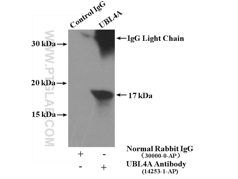 IP experiment of mouse testis using 14253-1-AP