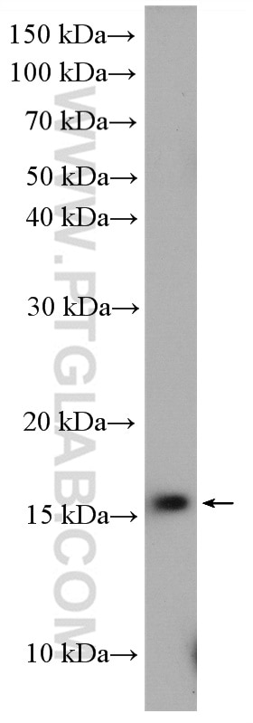 Western Blot (WB) analysis of HeLa cells using UBL4A Polyclonal antibody (14253-1-AP)