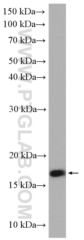 Western Blot (WB) analysis of HUVEC cells using UBL4A Polyclonal antibody (14253-1-AP)