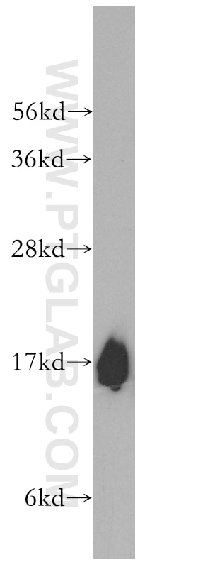 Western Blot (WB) analysis of mouse testis tissue using UBL4A Polyclonal antibody (14253-1-AP)