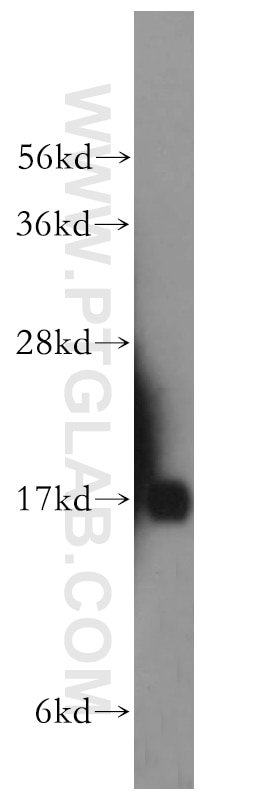 Western Blot (WB) analysis of human brain tissue using UBL4A Polyclonal antibody (14253-1-AP)